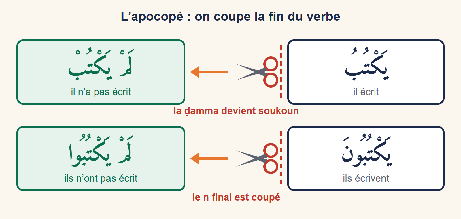 Le verbe yaktubu, il écrit, devient lam yaktub, il n'a pas écrit, et yaktubūna devient lam yaktubū : des ciseaux coupent la fin du verbe