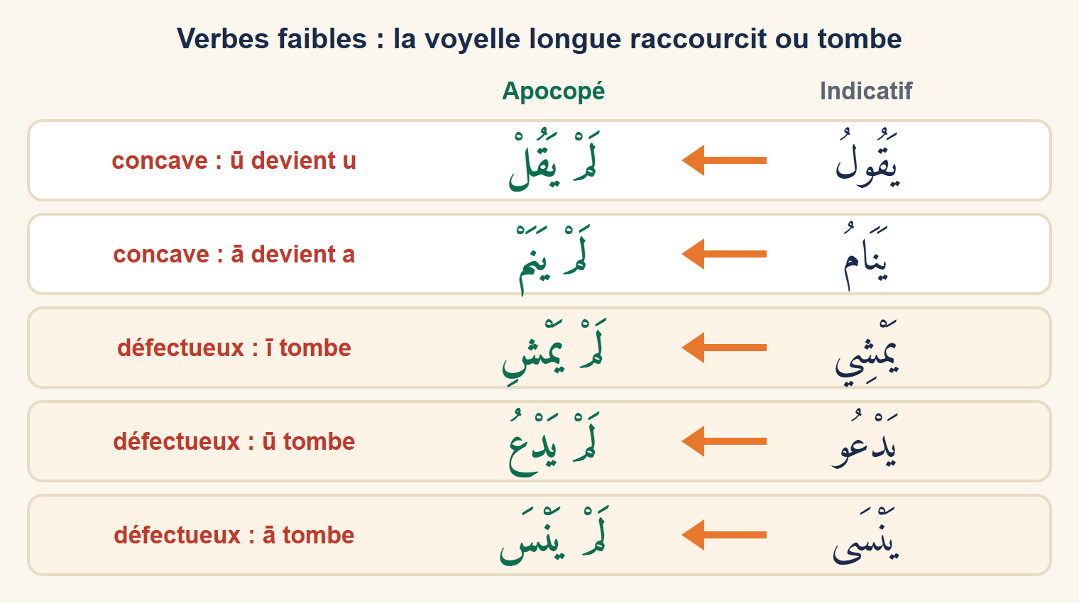 Tableau : yaqūlu devient lam yaqul, yanāmu devient lam yanam, yamshī devient lam yamshi, yadʿū devient lam yadʿu, yansā devient lam yansa