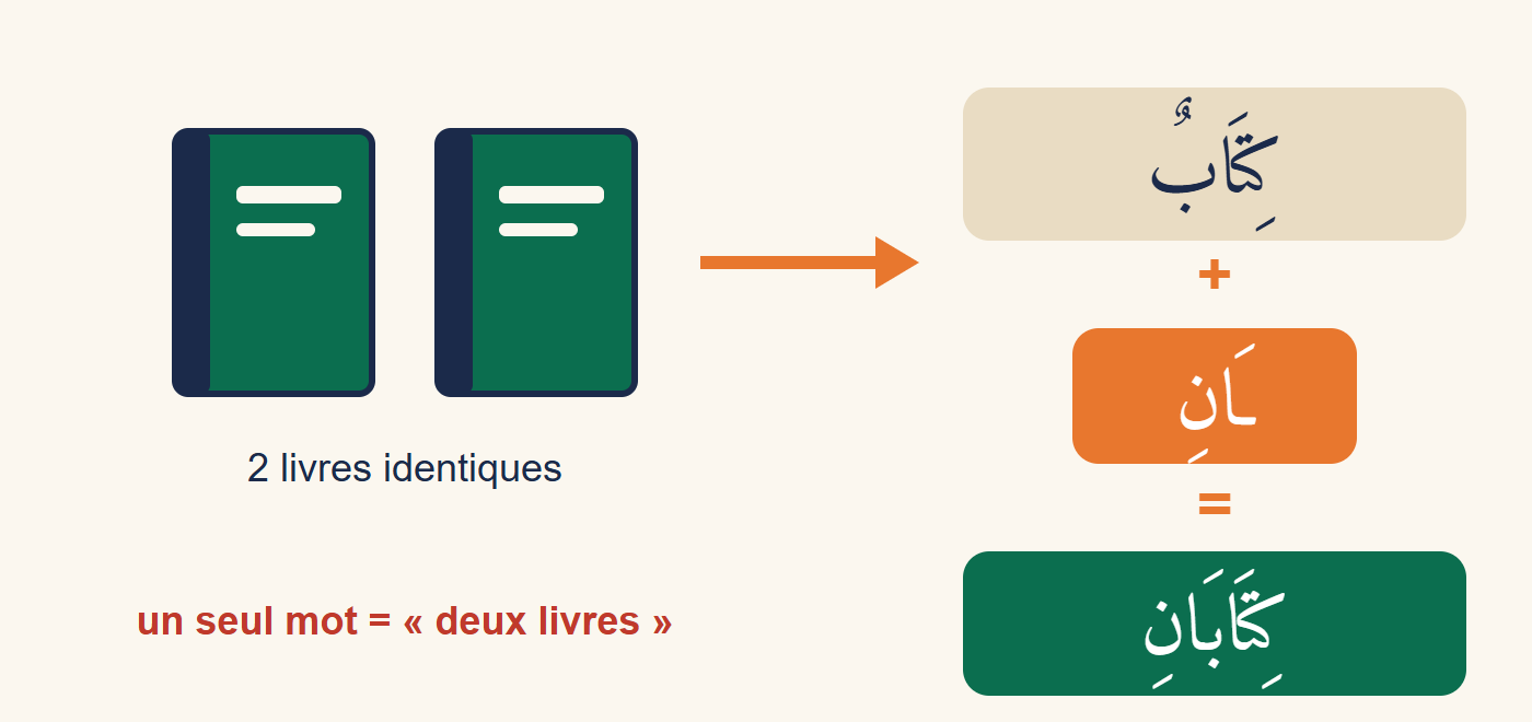 Deux livres identiques dessinés côte à côte, reliés par une flèche au mot kitāb suivi du suffixe āni qui donne kitābāni, deux livres