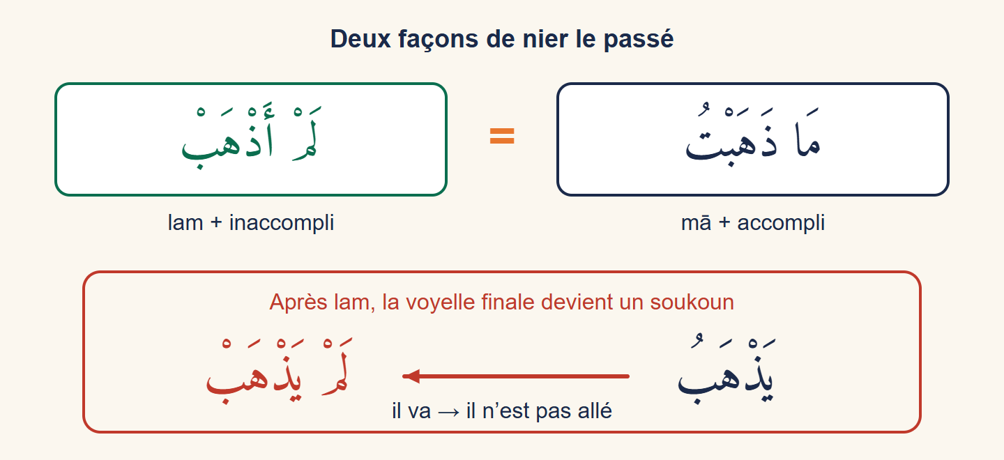 Schéma : mā dhahabtu est égal à lam adhhab ; en dessous, yadhhabu devient lam yadhhab avec un soukoun final