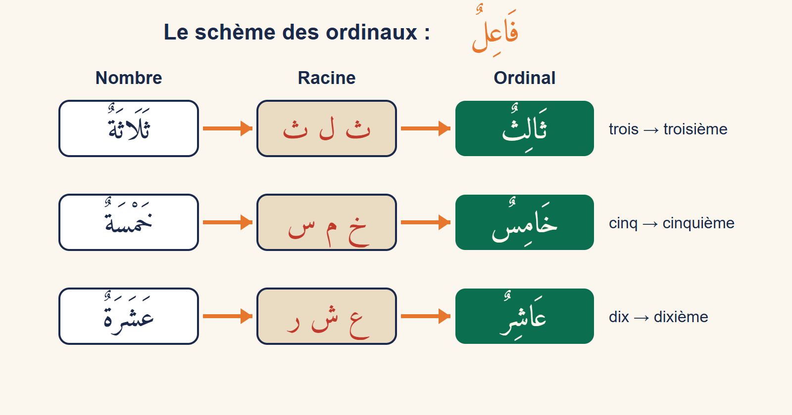 Schéma en trois colonnes : le nombre arabe trois, cinq et dix, sa racine en lettres séparées, puis l’ordinal obtenu sur le schème fāʿil