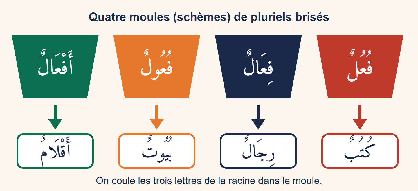 Quatre moules colorés portant les schèmes afʿāl, fuʿūl, fiʿāl et fuʿul, et sous chacun un exemple : aqlām, buyūt, rijāl, kutub