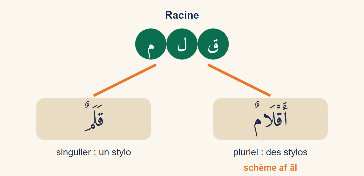 La racine qāf lām mīm coulée dans deux moules : le singulier qalamun et le pluriel ʾaqlāmun, les trois lettres de la racine en vert