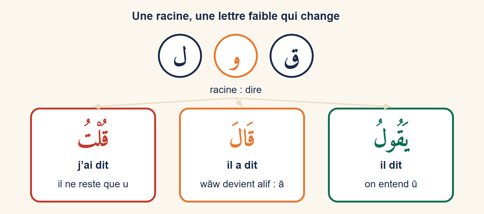 La racine qāf, wāw, lām avec le wāw en orange ; trois cartes : yaqūlu où le wāw s’entend, qāla où il devient alif, qultu où il disparaît