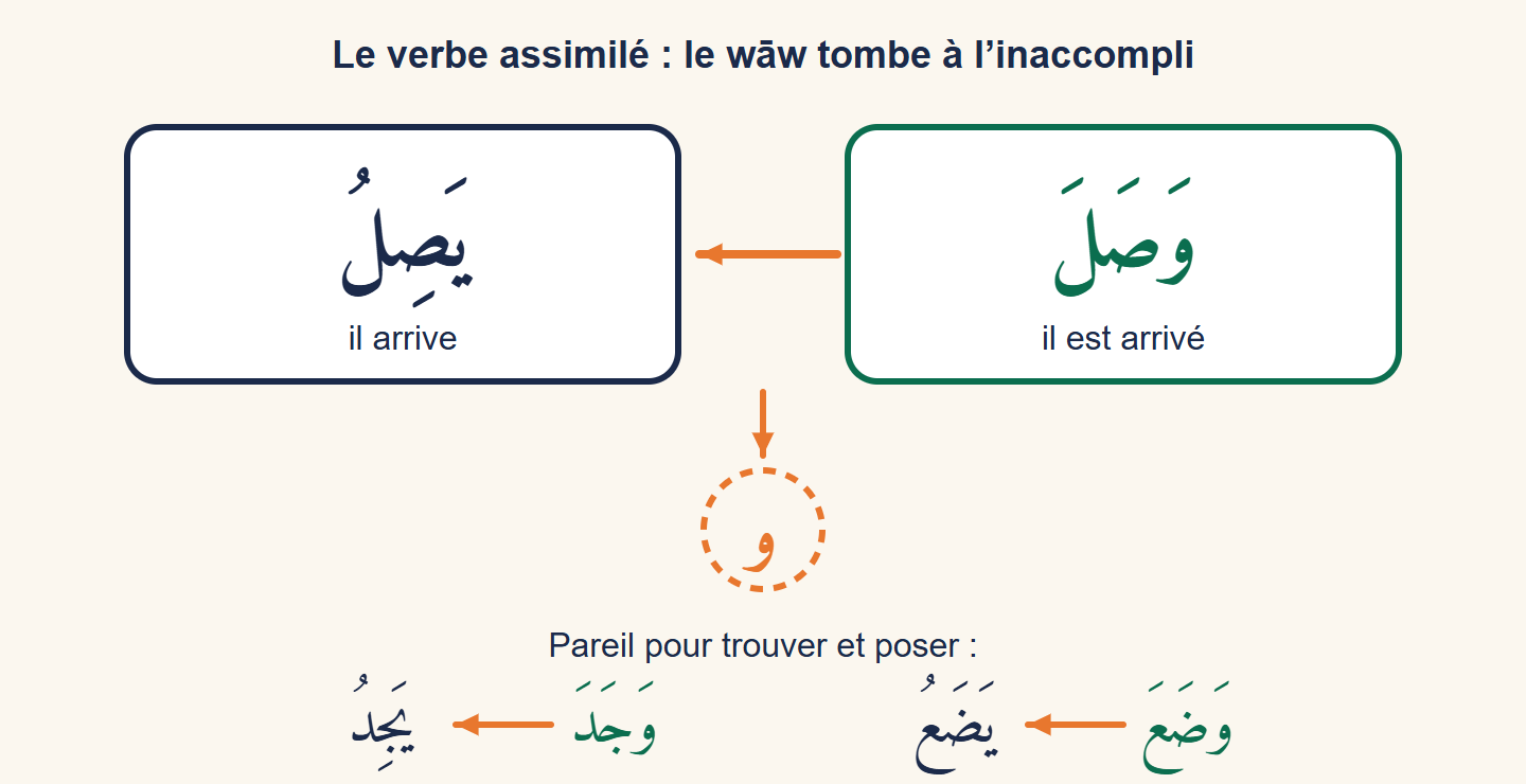 Waṣala devient yaṣilu : une flèche montre le wāw qui tombe ; en dessous, wajada devient yajidu et waḍaʿa devient yaḍaʿu