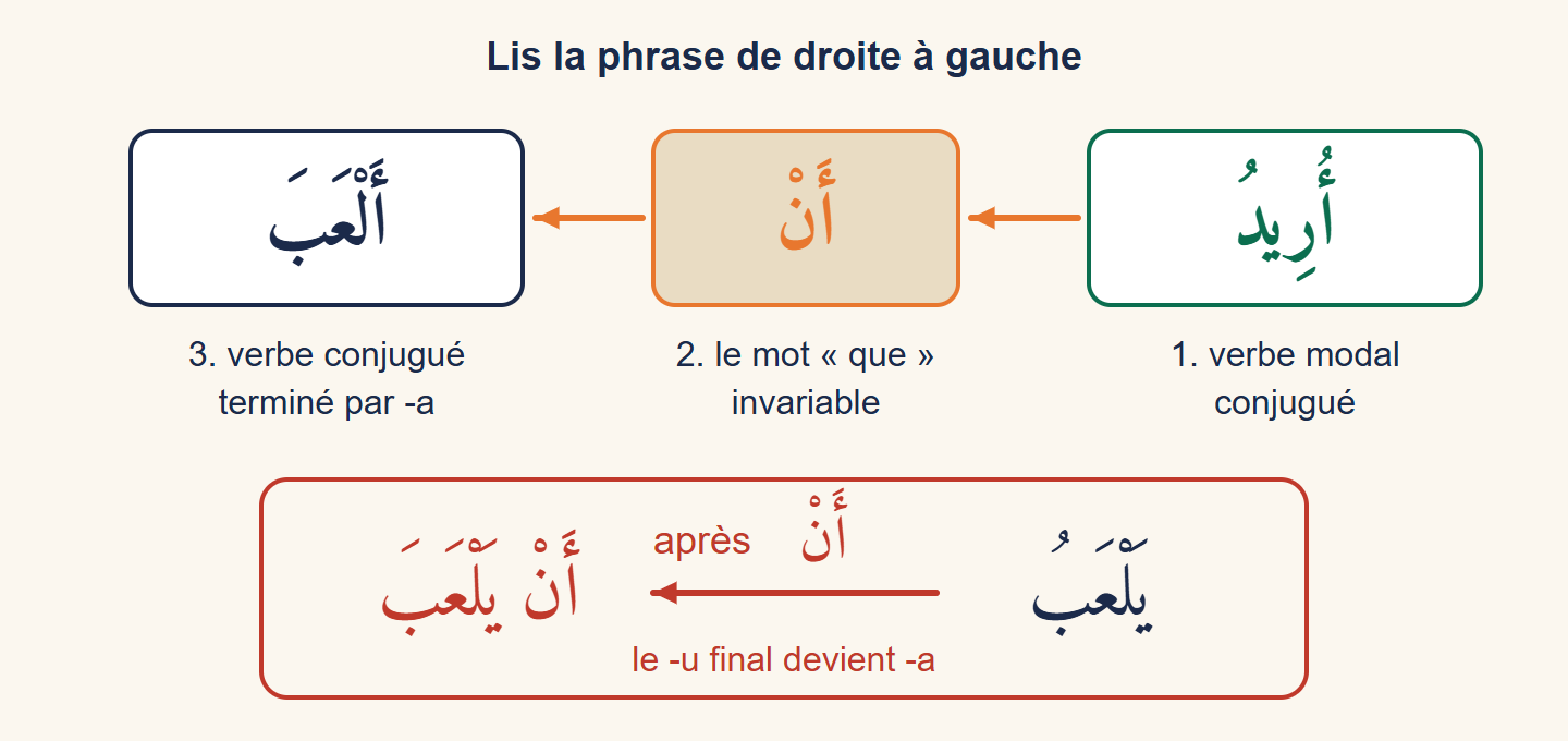 Schéma de la phrase urīdu an alʿaba lu de droite à gauche : verbe modal, puis an, puis verbe terminé par a ; en dessous, yalʿabu devient an yalʿaba
