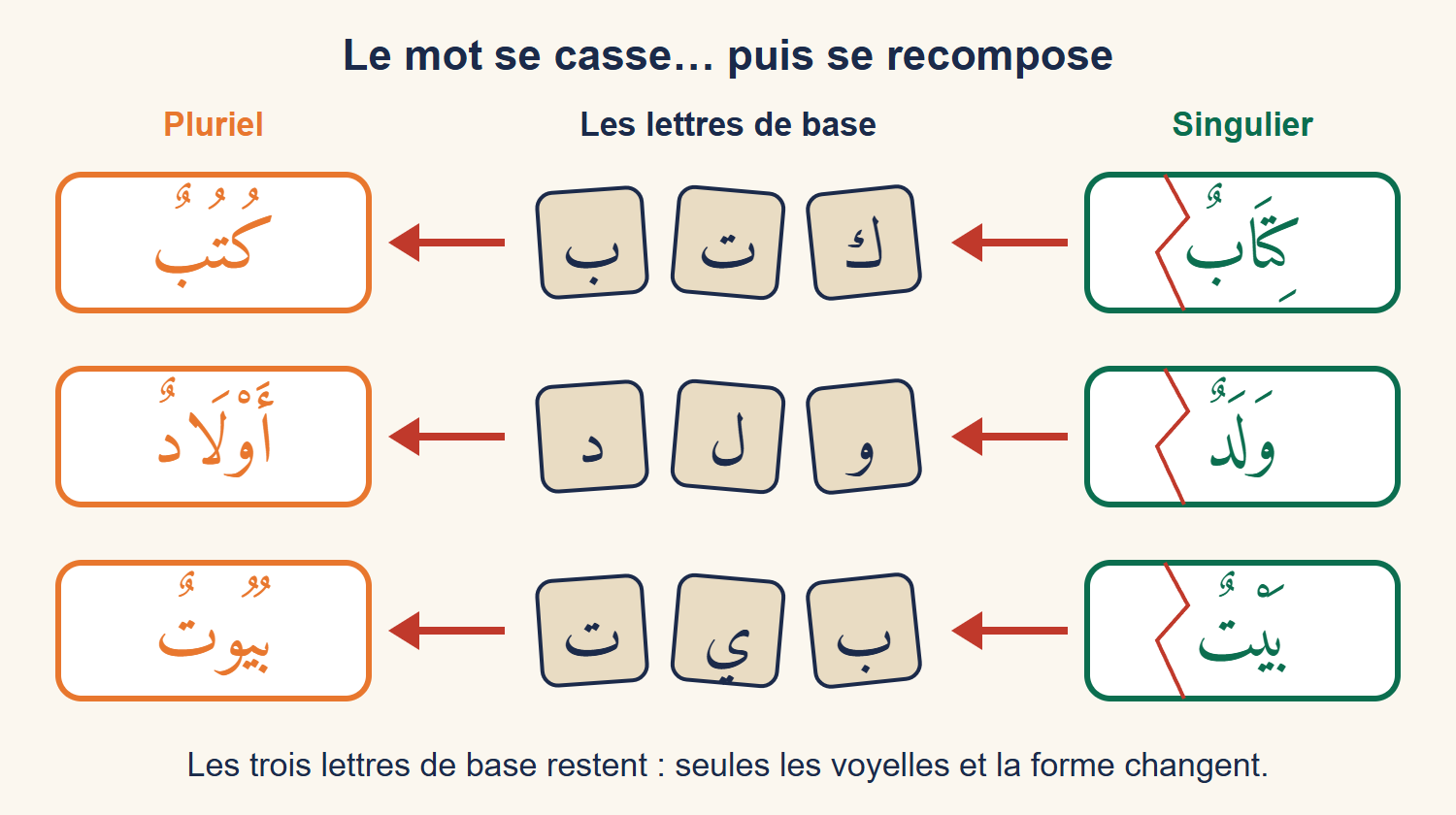 Schéma en trois étapes, de droite à gauche : le mot singulier fissuré (kitābun, waladun, baytun), ses trois lettres de base sur des tuiles, puis le mot pluriel recomposé (kutubun, ʾawlādun, buyūtun)