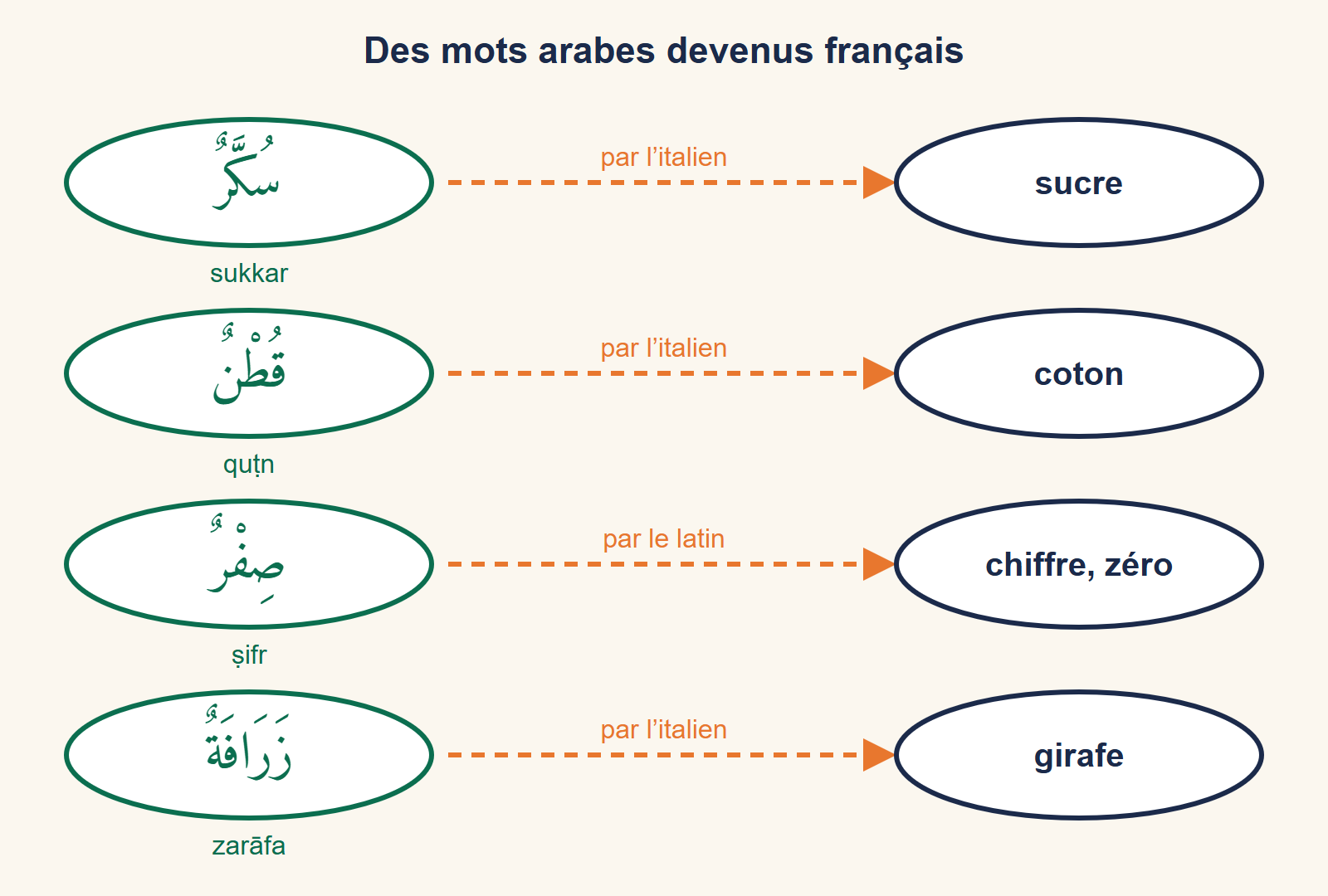 Quatre bulles reliant un mot arabe à son descendant français : sukkar donne sucre, qutn donne coton, sifr donne chiffre et zéro, zarafa donne girafe