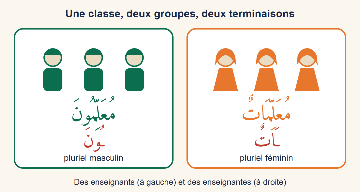 Deux groupes de personnages : à gauche trois enseignants en vert avec le mot mu‘allimūna, à droite trois enseignantes en orange avec le mot mu‘allimātun, et les terminaisons -ūna et -ātun en rouge