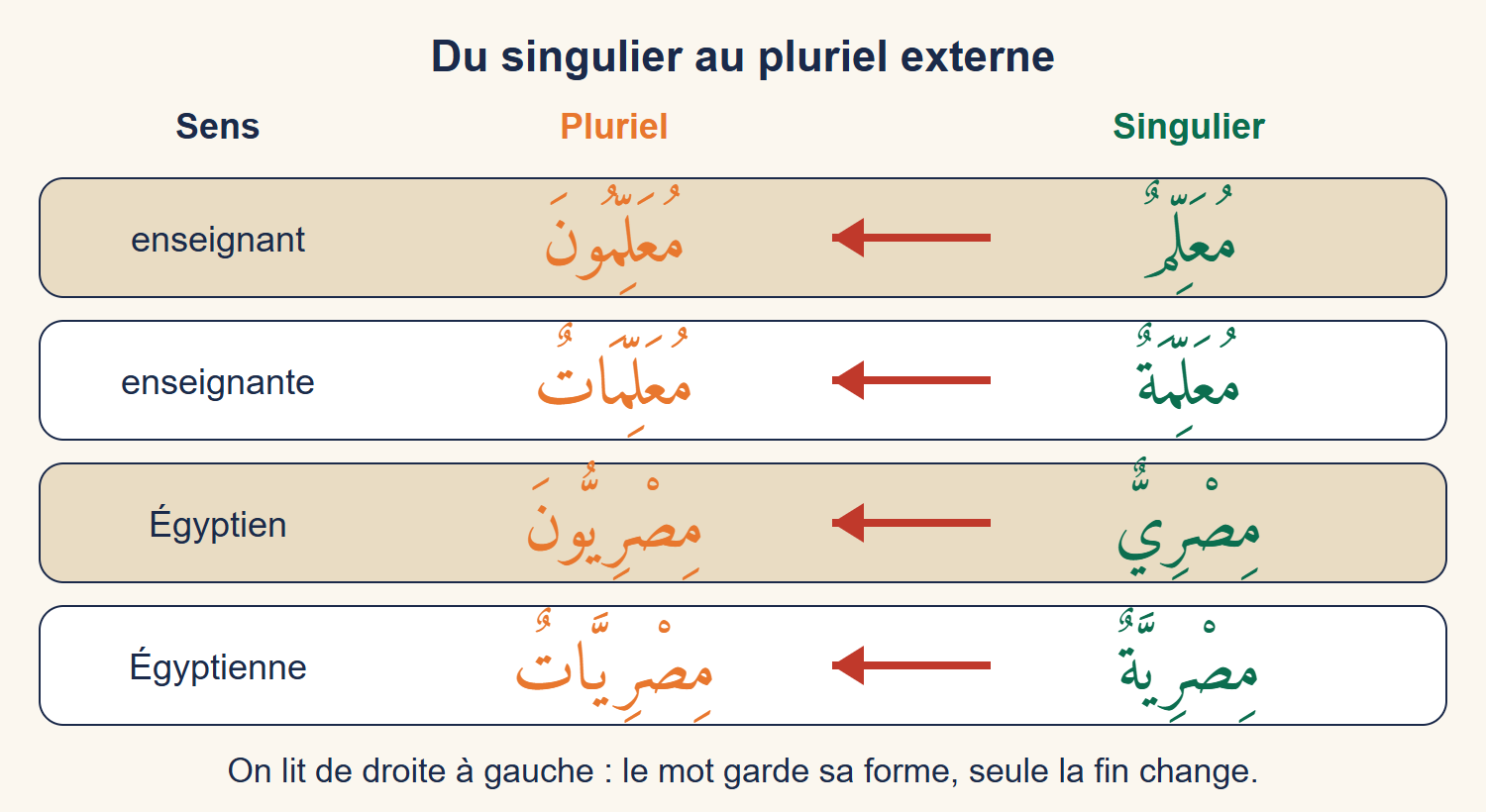 Tableau qui montre, de droite à gauche, quatre singuliers et leurs pluriels : mu‘allimun devient mu‘allimūna, mu‘allimatun devient mu‘allimātun, miṣriyyun devient miṣriyyūna, miṣriyyatun devient miṣriyyātun