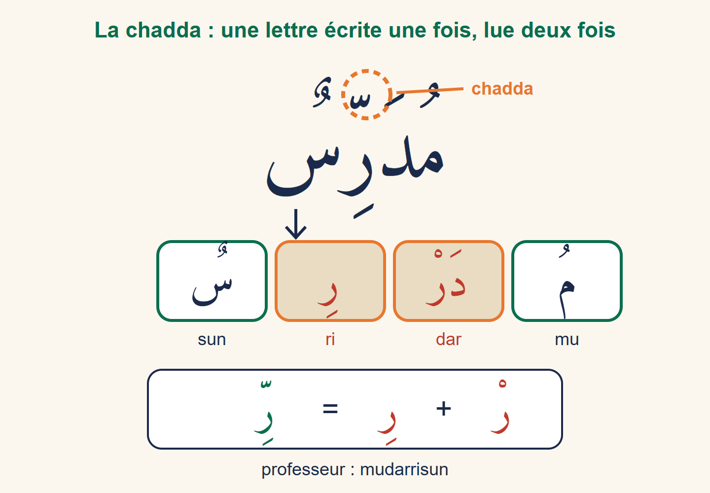 Le mot mudarrisun en grand, la chadda entourée, puis découpé en quatre syllabes mu, dar, ri, sun, et l'égalité r avec soukoun plus r avec kasra égale r avec chadda et kasra