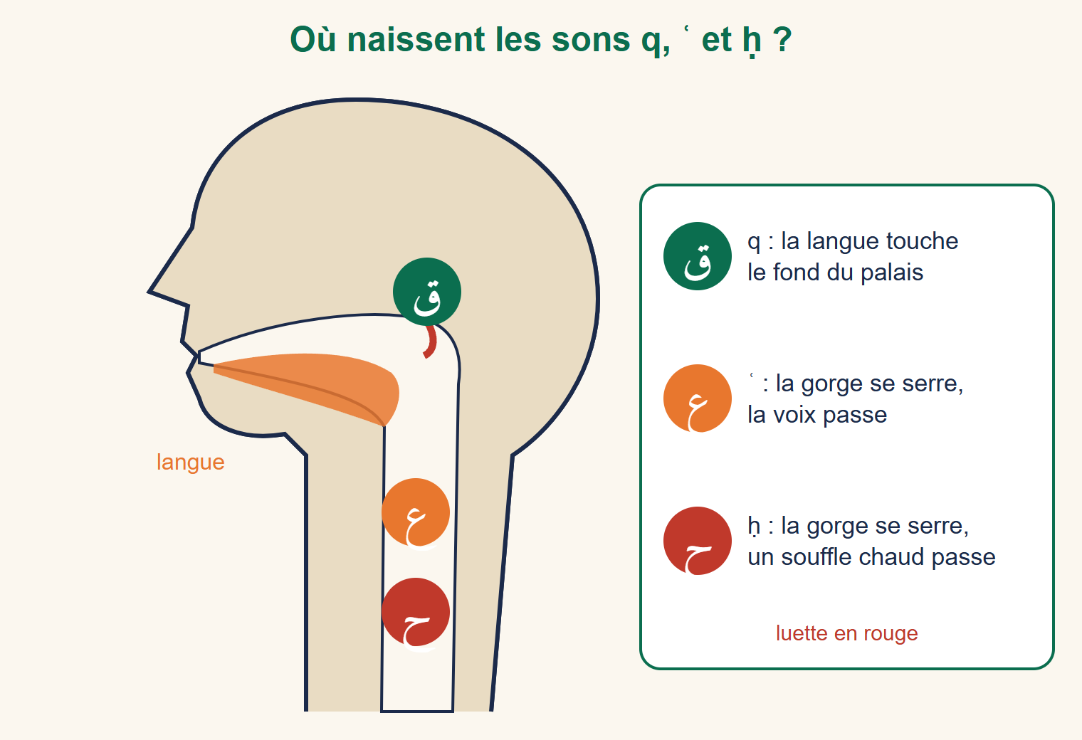 Coupe simplifiée d'une tête de profil montrant la langue, la luette et la gorge, avec la lettre qaf au fond du palais, la lettre ayn et la lettre ha au milieu et en bas de la gorge