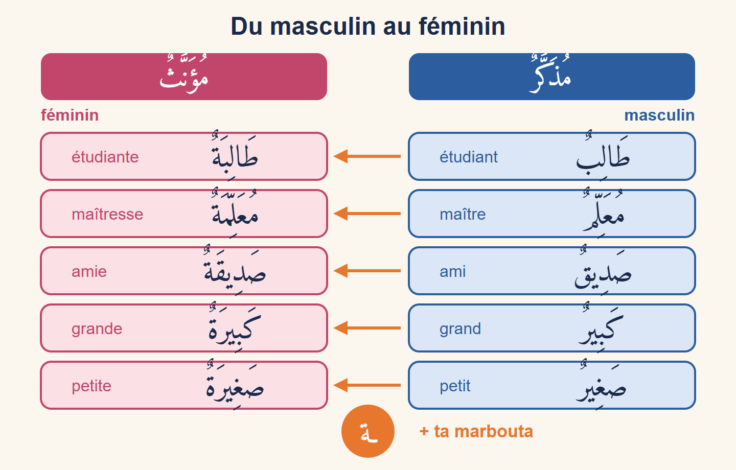 Deux colonnes : à droite en bleu des mots masculins, à gauche en rose les mêmes mots au féminin avec la ta marbouta, une flèche « + ة » entre les deux
