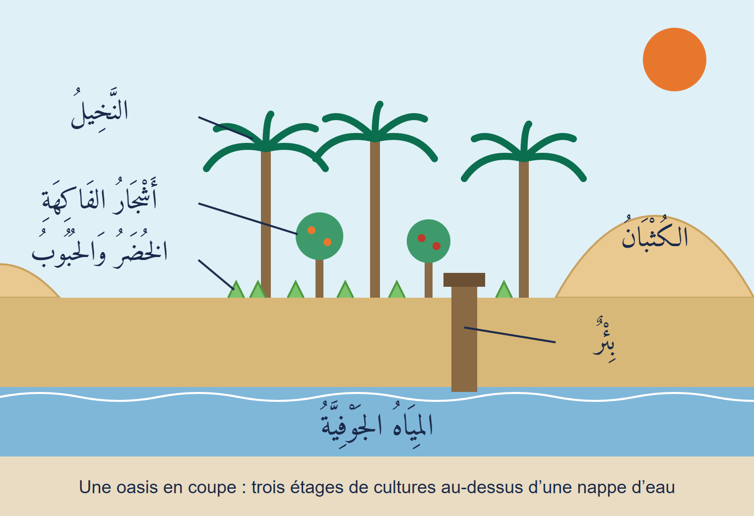 Coupe d’une oasis : palmiers en hauteur, arbres fruitiers au milieu, légumes et céréales au sol, une dune, un puits qui descend jusqu’à la nappe d’eau souterraine, chaque élément nommé en arabe