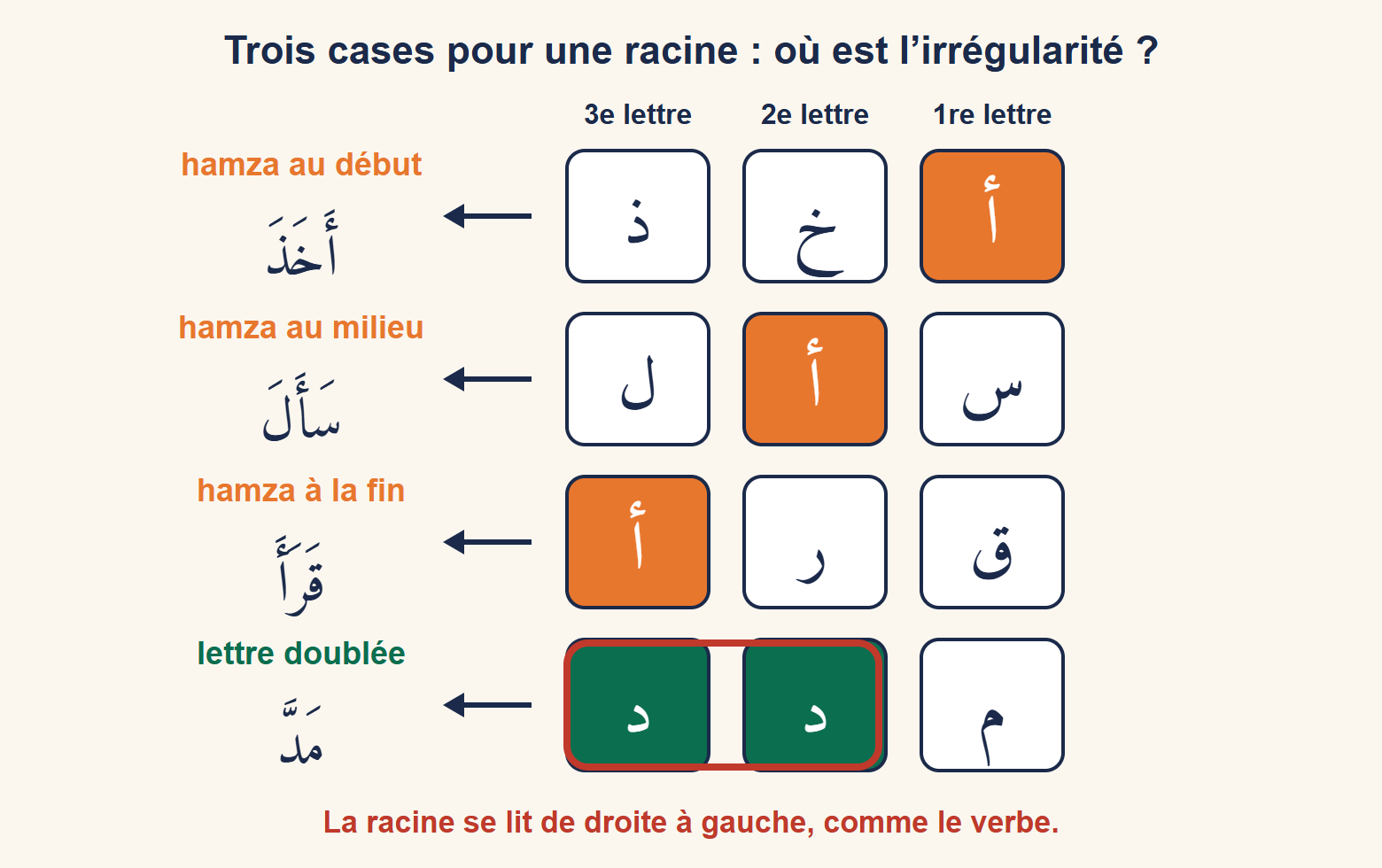 Quatre racines en trois cases : أ خ ذ, س أ ل et ق ر أ avec la hamza colorée, puis م د د avec les deux lettres doublées entourées