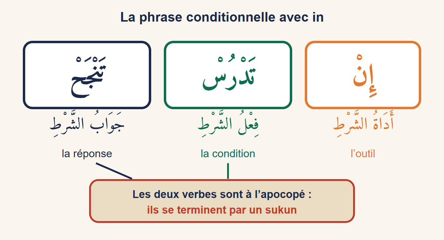 Schéma de la phrase in tadrus tanjah découpée en trois cases : l’outil in, le verbe de condition et le verbe de réponse, avec une flèche vers le sukun final de chaque verbe