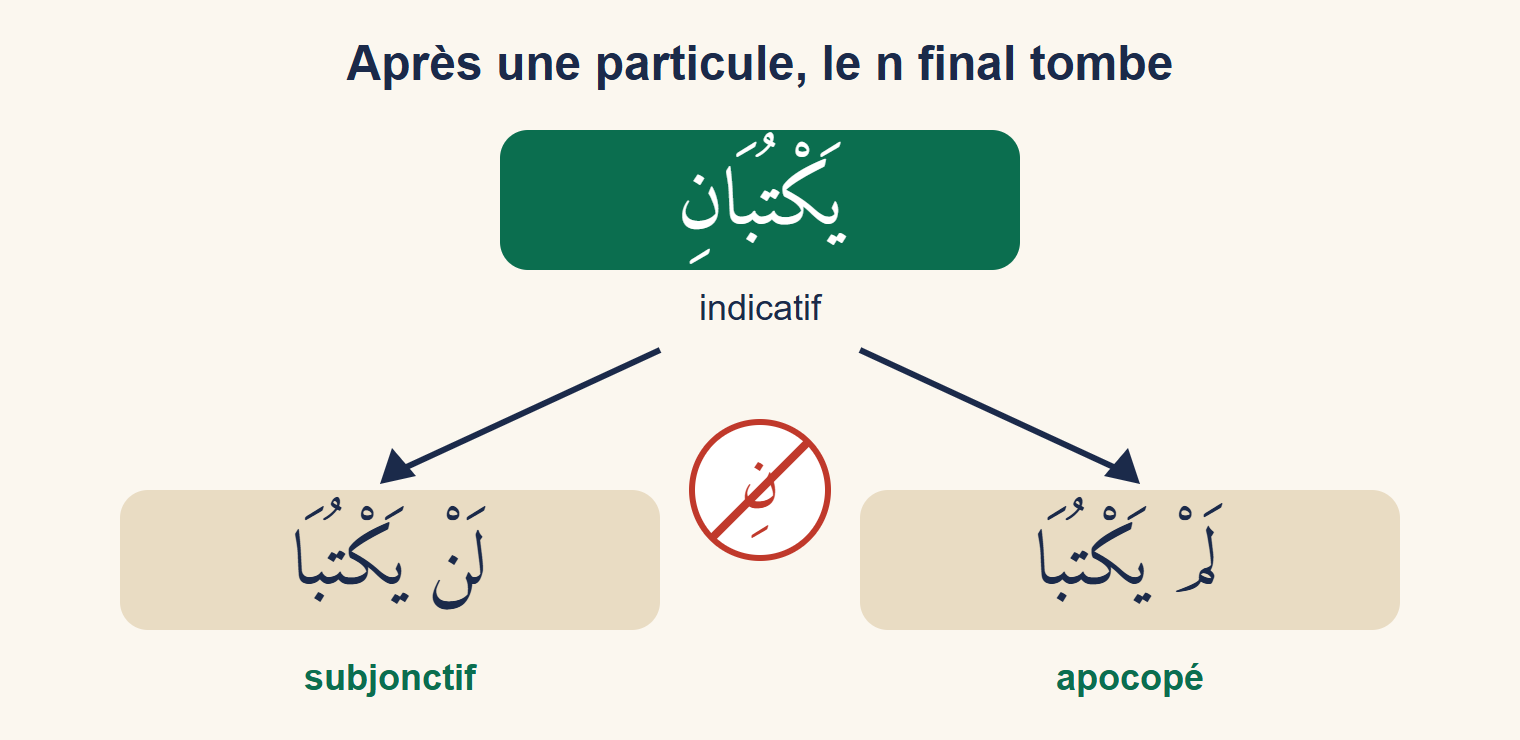 Schéma : la forme يَكْتُبَانِ en haut, une flèche vers لَنْ يَكْتُبَا (subjonctif) et une autre vers لَمْ يَكْتُبَا (apocopé), avec le نِ final barré en rouge