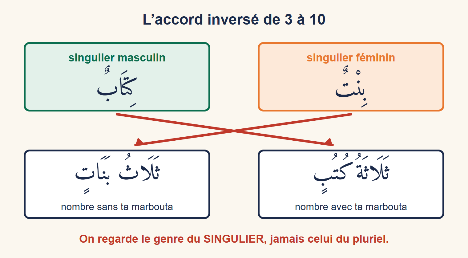 Schéma : le singulier masculin كِتَابٌ mène à ثَلَاثَةُ كُتُبٍ avec ta marbouta, le singulier féminin بِنْتٌ mène à ثَلَاثُ بَنَاتٍ sans ta marbouta ; des flèches rouges se croisent