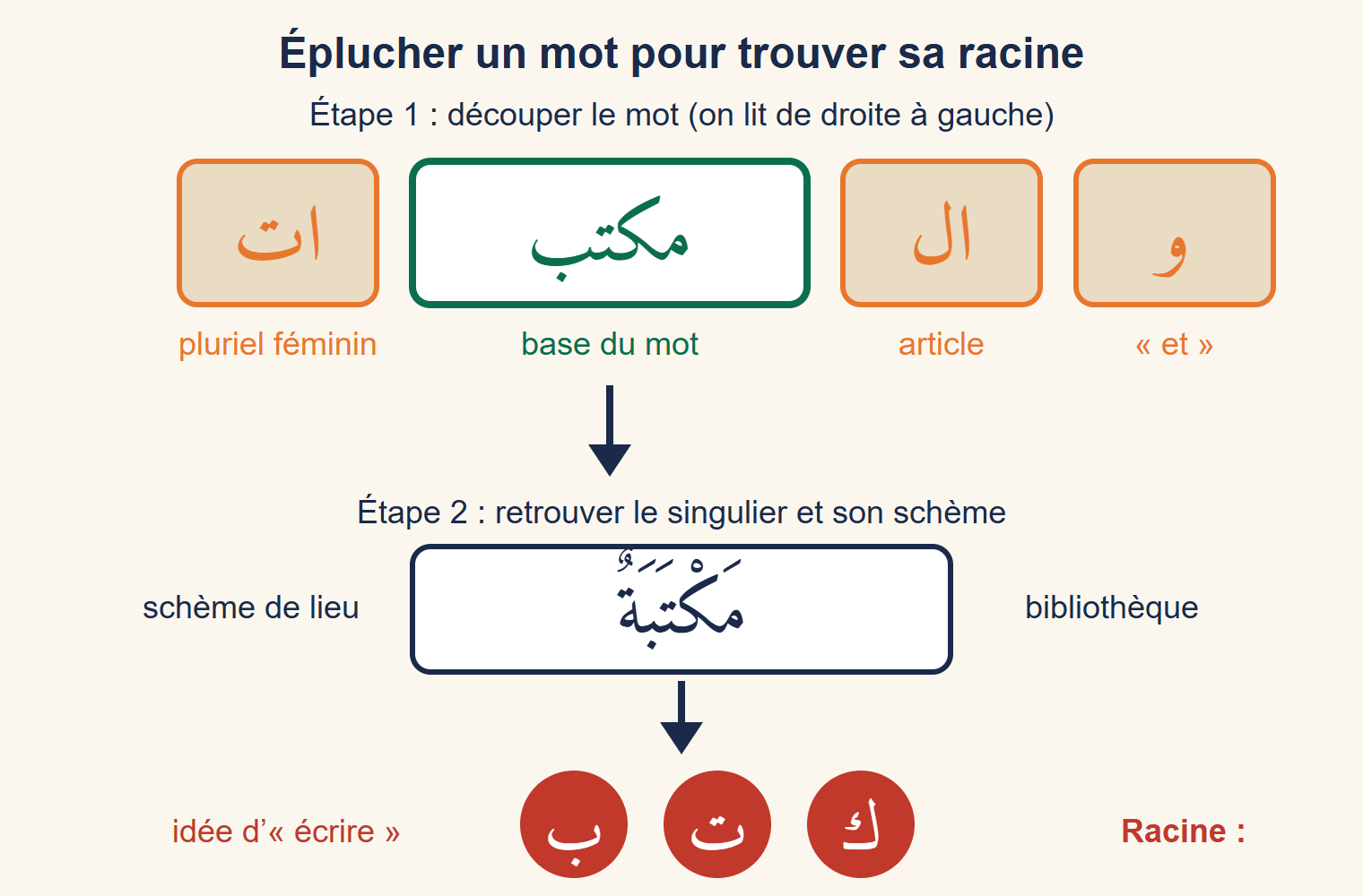 Le mot والمكتبات découpé en quatre cases : و « et », ال article, مكتب base du mot, ات pluriel féminin ; une flèche mène au singulier مَكْتَبَةٌ « bibliothèque », puis à la racine ك ت ب