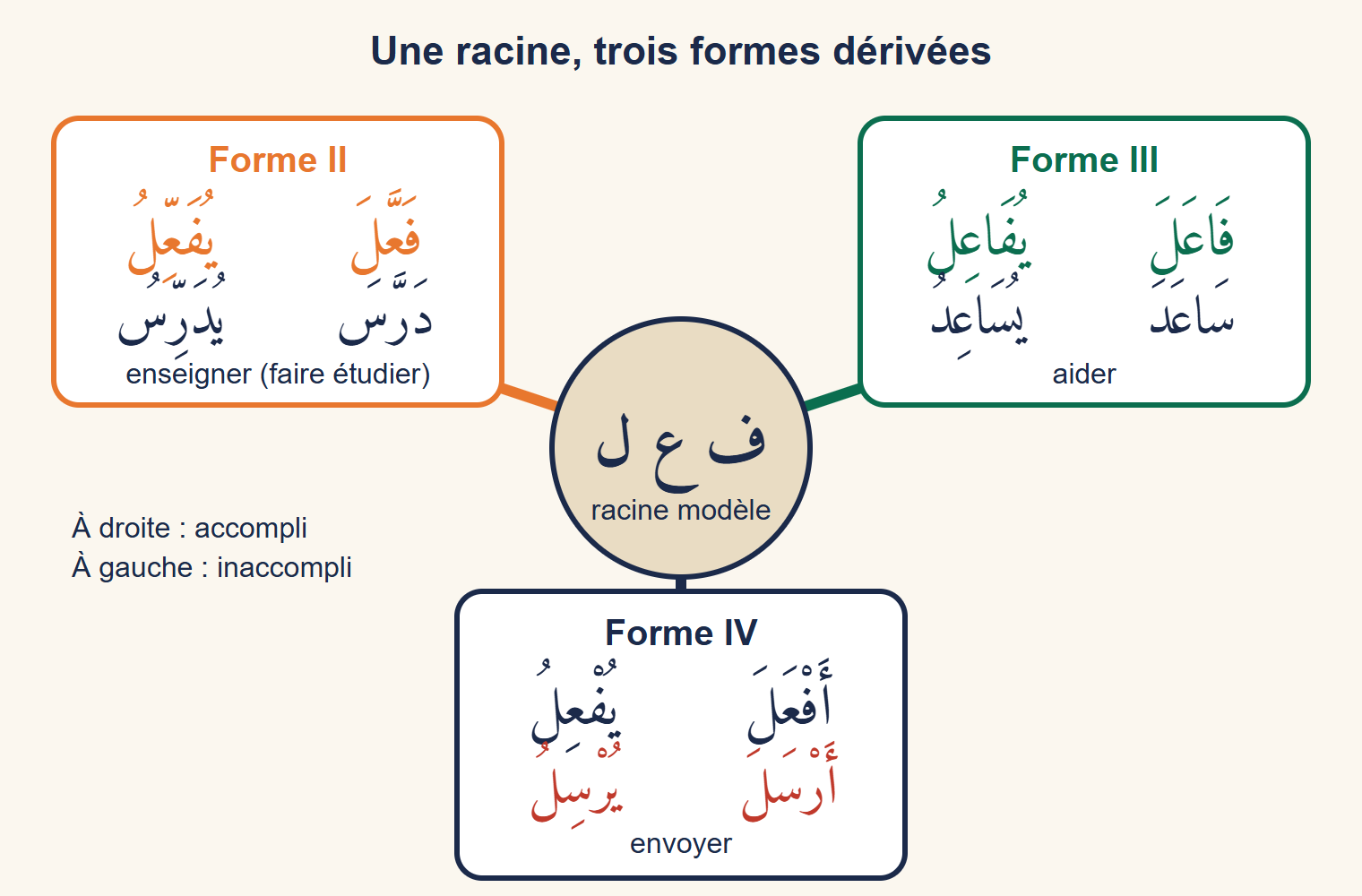 Schéma en étoile : au centre, la racine modèle fa, ʿayn, lam ; trois branches colorées mènent à la forme II (faʿʿala, exemple darrasa, enseigner), à la forme III (fāʿala, exemple sāʿada, aider) et à la forme IV (afʿala, exemple arsala, envoyer), chacune avec son accompli et son inaccompli.