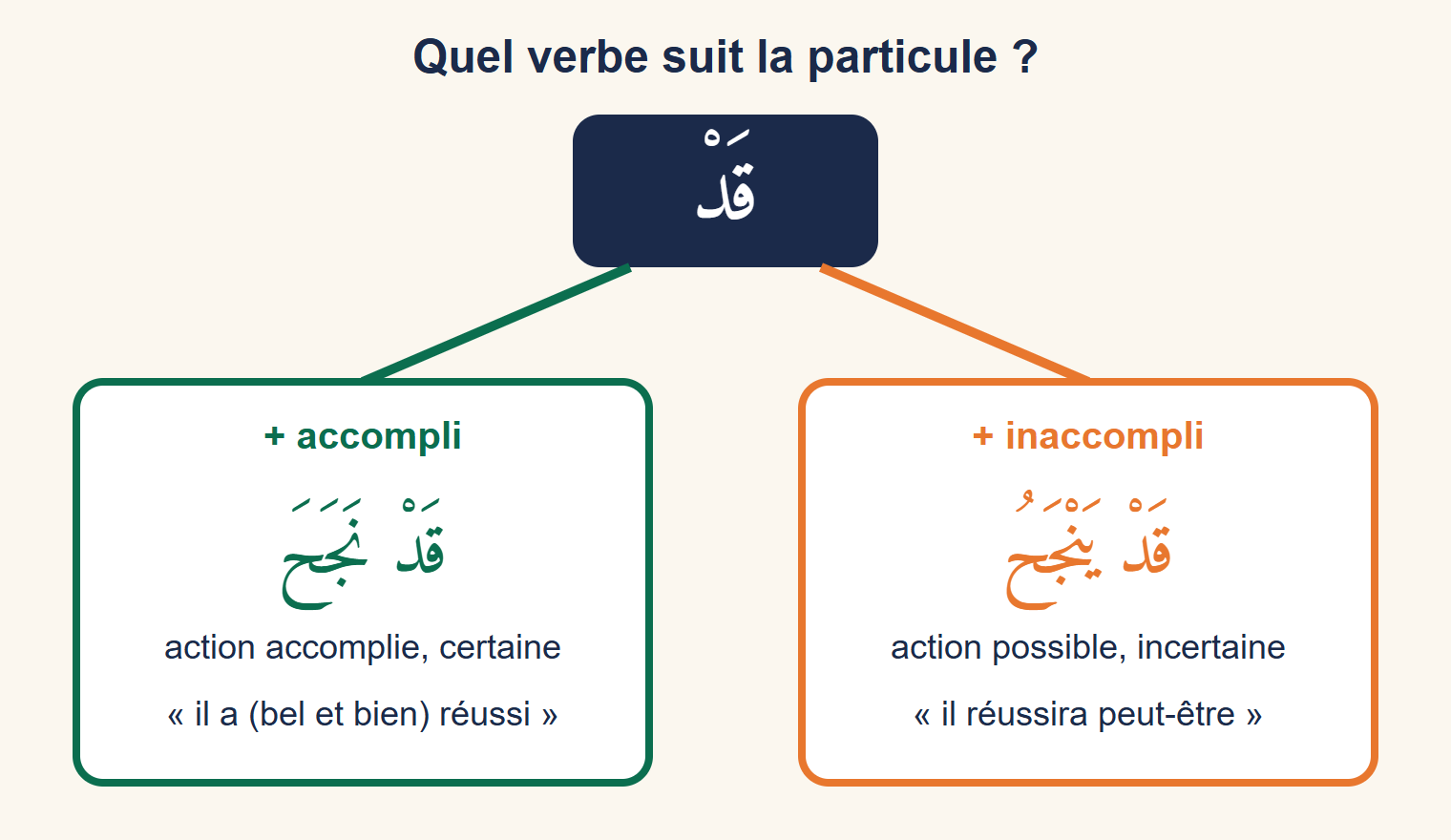 Schéma en arbre : la particule قَدْ en haut, une branche verte vers « + accompli » avec قَدْ نَجَحَ, action accomplie et certaine, « il a bel et bien réussi », une branche orange vers « + inaccompli » avec قَدْ يَنْجَحُ, action possible, « il réussira peut-être »